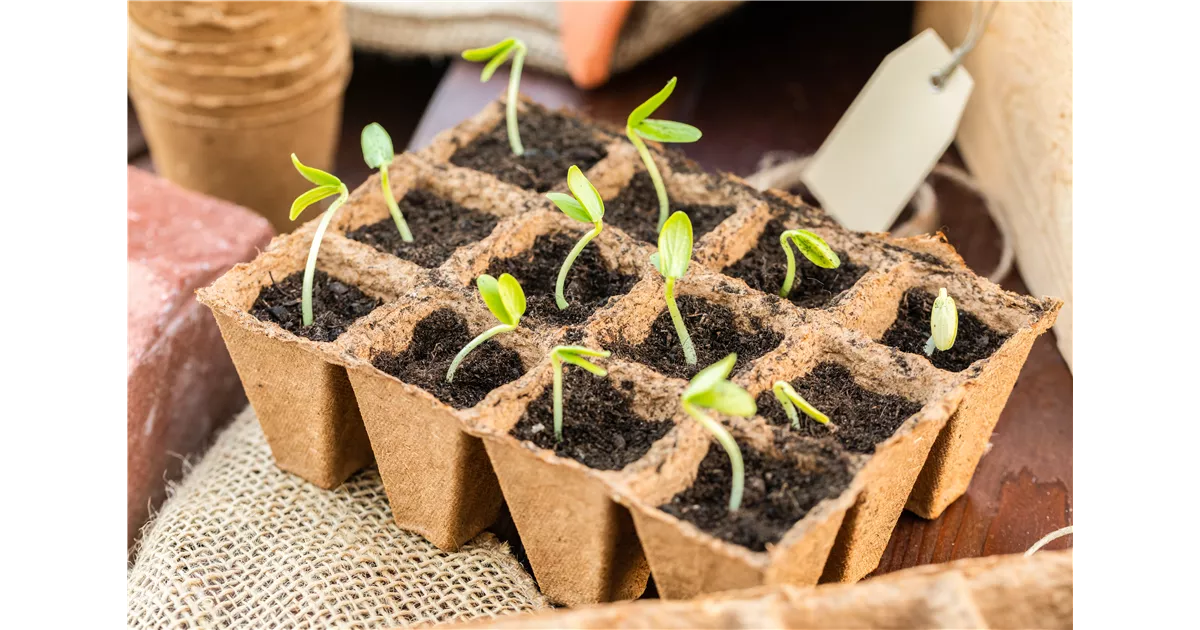 Bio Anzuchterde gnstig online kaufen | Florado.de