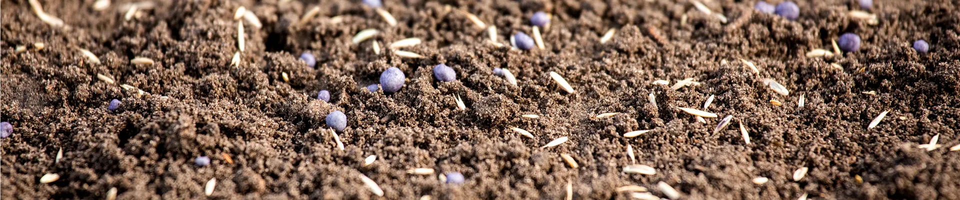 Gartenbau - Rasensamen mit Blaukorn