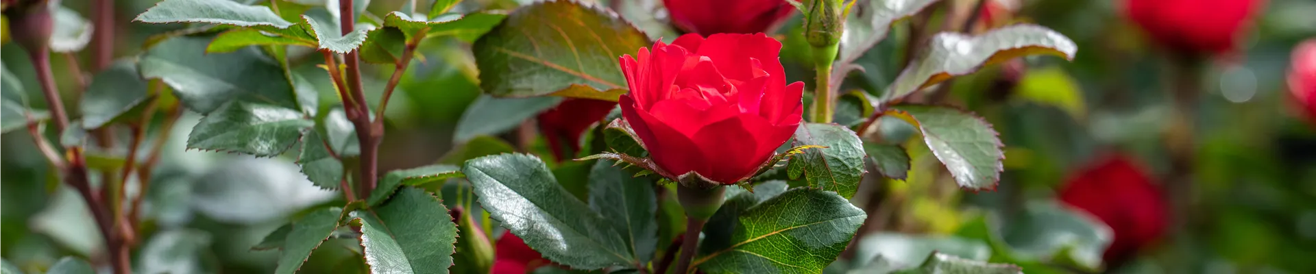 Rosa, rot