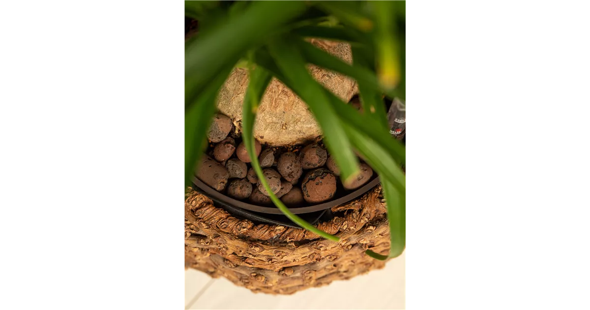 Tongranulat / Blhton gnstig online kaufen | Florado.de