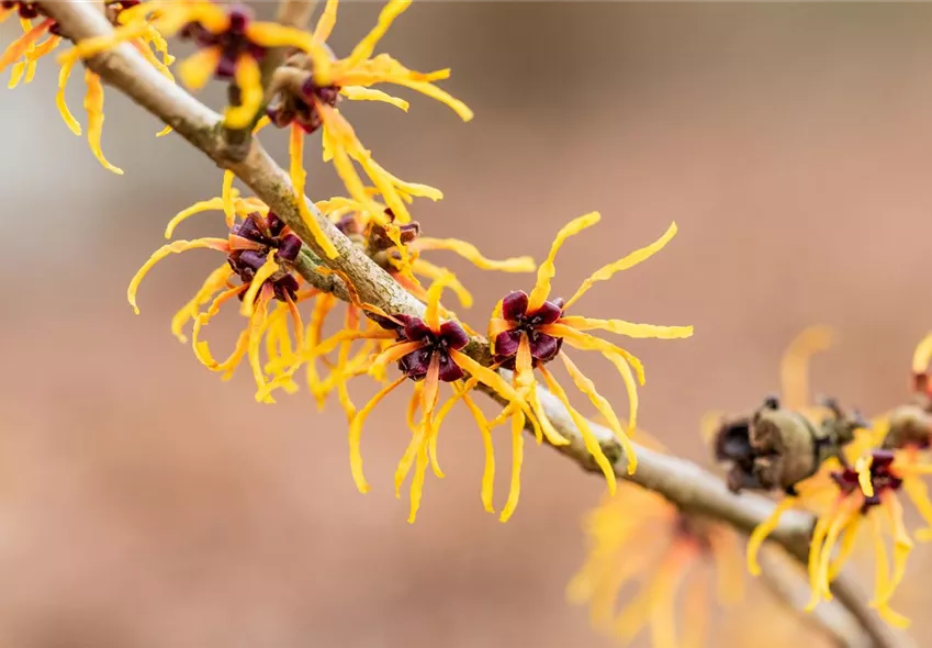 Hamamelis x intermedia 'Winter Beauty' Hamamelis x intermedia 'Winter Beauty'