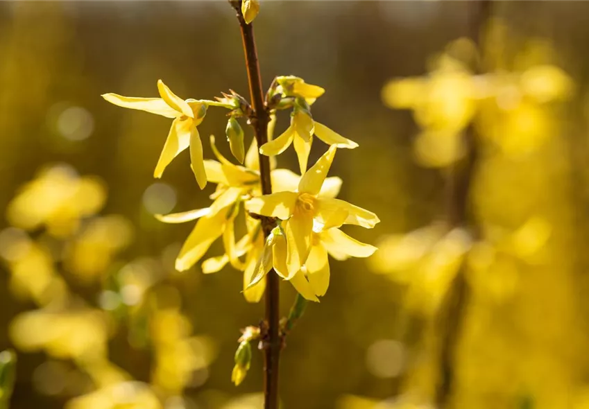 Forsythia x intermedia 'Spectabilis' Forsythia x intermedia 'Spectabilis'
