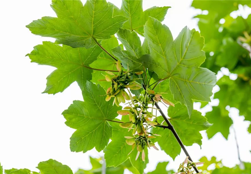 Acer pseudoplatanus Acer pseudoplatanus