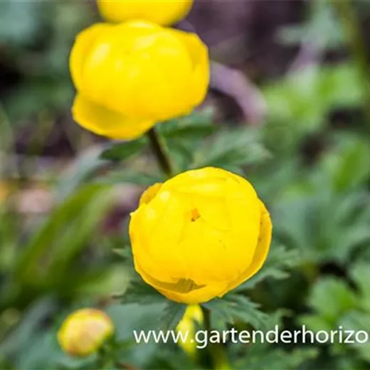 Europäische Trollblume Europäische Trollblume