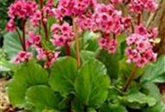 Bergenia cordifolia 'Morgenröte'