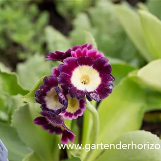 Gartenaurikel Gartenaurikel