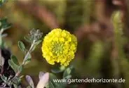Garten-Berg-Steinkraut 'Luna'