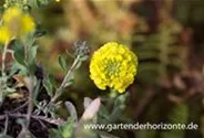 Garten-Berg-Steinkraut 'Luna'