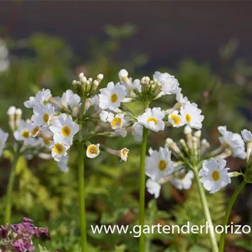 Garten-Etagen-Schlüsselblume 'Alba' Garten-Etagen-Schlüsselblume 'Alba'