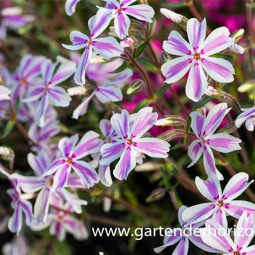 Garten-Teppich-Flammenblume 'Kimono Pink-White' Garten-Teppich-Flammenblume 'Kimono Pink-White'