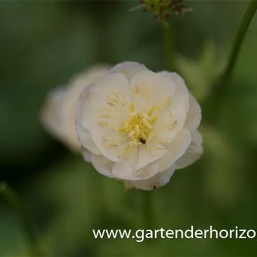 Garten-Trollblume 'New Moon' Garten-Trollblume 'New Moon'