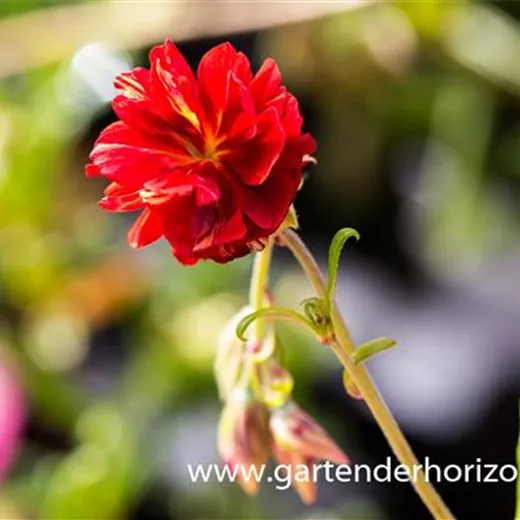 Garten-Sonnenröschen 'Cerise Queen' Garten-Sonnenröschen 'Cerise Queen'
