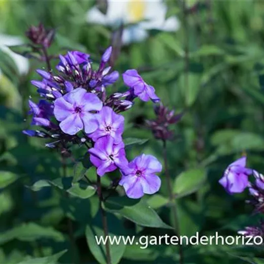 Hohe Garten-Flammenblume 'Blue Boy' Hohe Garten-Flammenblume 'Blue Boy'