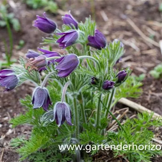 Kuhschelle 'Pinwheel Blau'® Kuhschelle 'Pinwheel Blau'®
