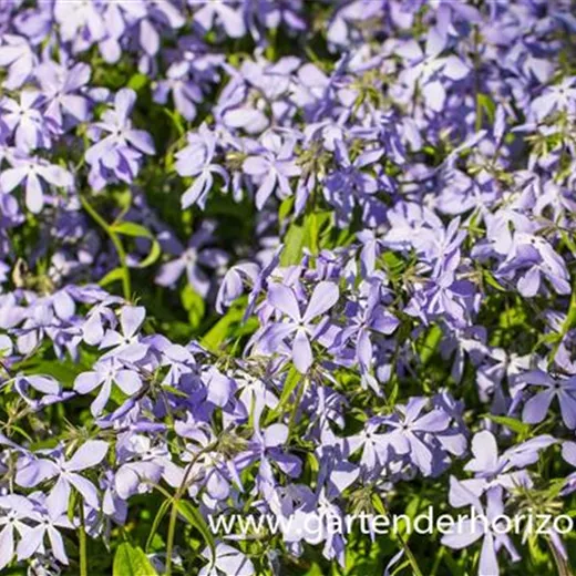 Phlox divaricata ssp.laphamii Phlox divaricata ssp.laphamii