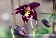 Schwärzliche Akelei
