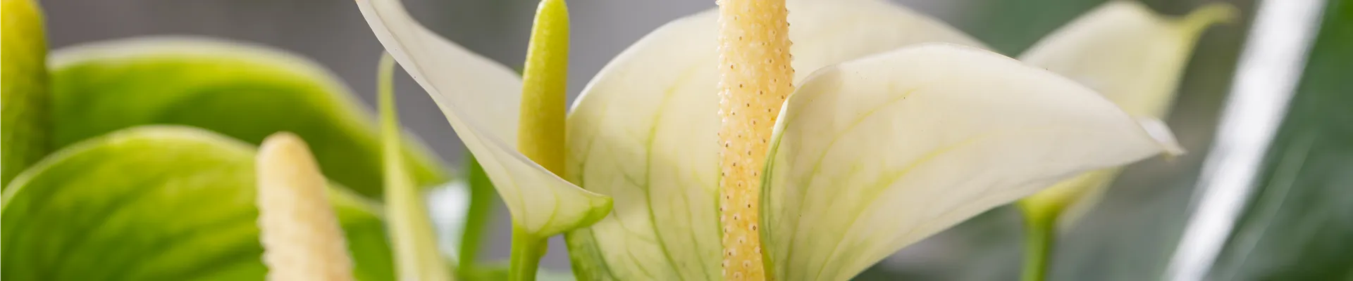 Anthurium 'Sierra Little', weiß