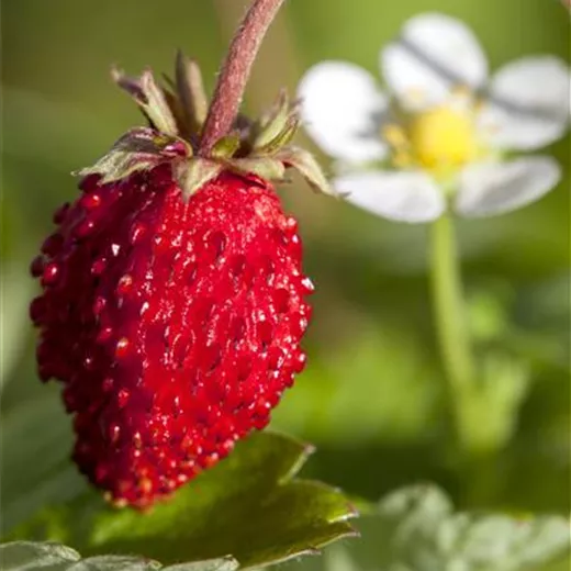 Monats-Erdbeere Monats-Erdbeere