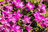 Polster-Flammenblume