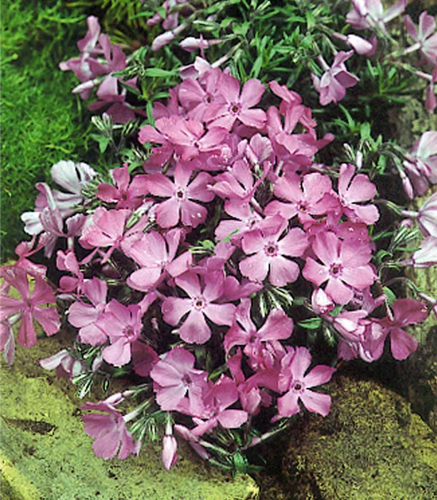 Phlox subulata - Mc Daniel's Cushion.jpg
