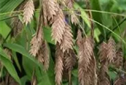 Chasmanthium latifolium