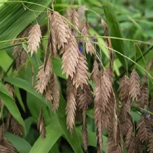 Chasmanthium latifolium Chasmanthium latifolium