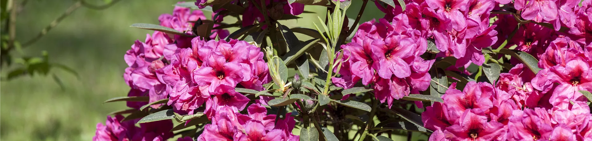 Rhododendron
