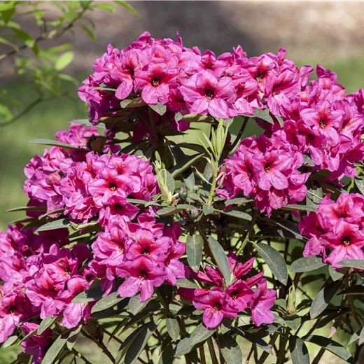 Der Rhododendron – der stilvolle Klassiker Der Rhododendron – der stilvolle Klassiker