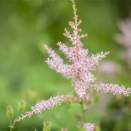 Kahle Garten-Prachtspiere 'Hennie Graafland' Kahle Garten-Prachtspiere 'Hennie Graafland'
