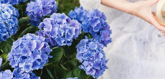 Blaue Hortensie Blaue Hortensie