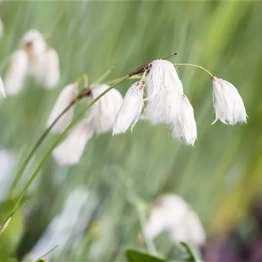 Schmalblättriges Wollgras Schmalblättriges Wollgras
