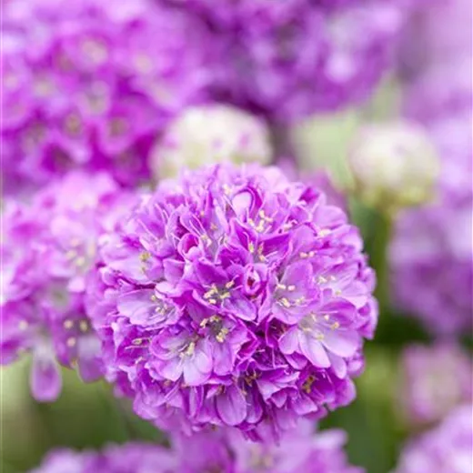 Breitblättrige Garten-Grasnelke 'Ballerina Lilac' Breitblättrige Garten-Grasnelke 'Ballerina Lilac'