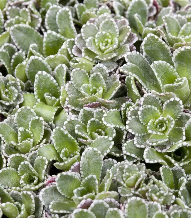 GS474988.jpg