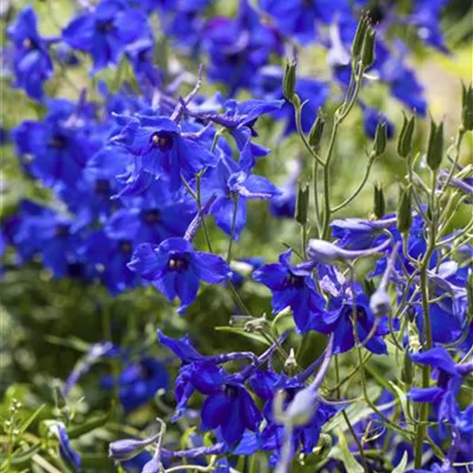 Verzweigter Garten-Rittersporn 'Völkerfrieden' Verzweigter Garten-Rittersporn 'Völkerfrieden'