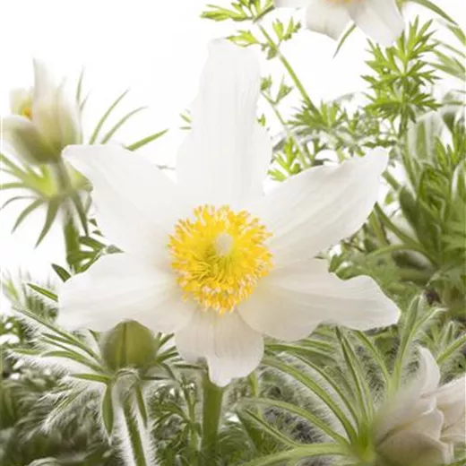 Weißblühende Garten-Kuhschelle 'Alba' Weißblühende Garten-Kuhschelle 'Alba'