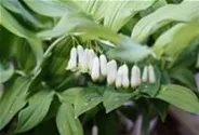 Zweiblütiges Salomonssiegel