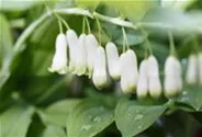 Zweiblütiges Salomonssiegel