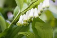 Zweiblütiges Salomonssiegel