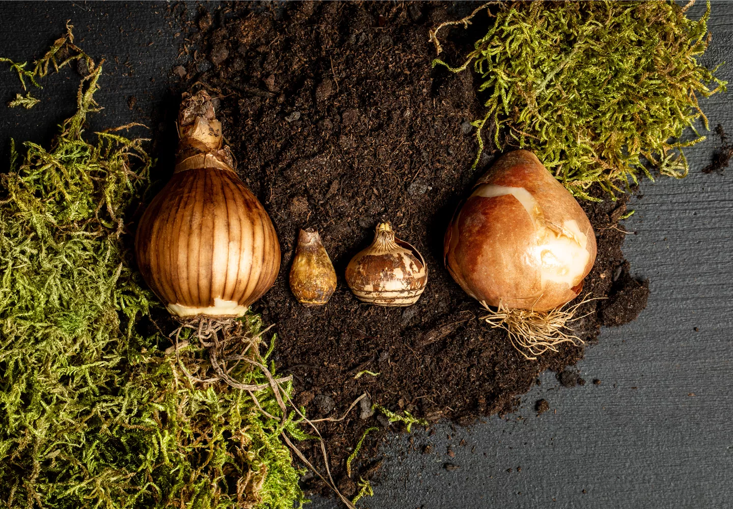 Verschiedene Blumenzwiebeln Verschiedene Blumenzwiebeln