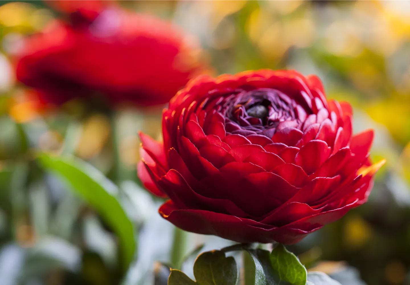Ranunculus asiaticus Ranunculus asiaticus