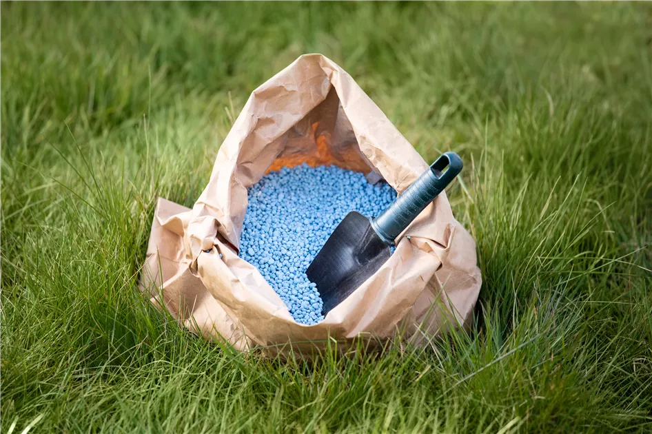 palmen dngen mit blaukorn ProviPlant Palmen-Dnger: Fr Palmen und Palmenartige (Arecales)