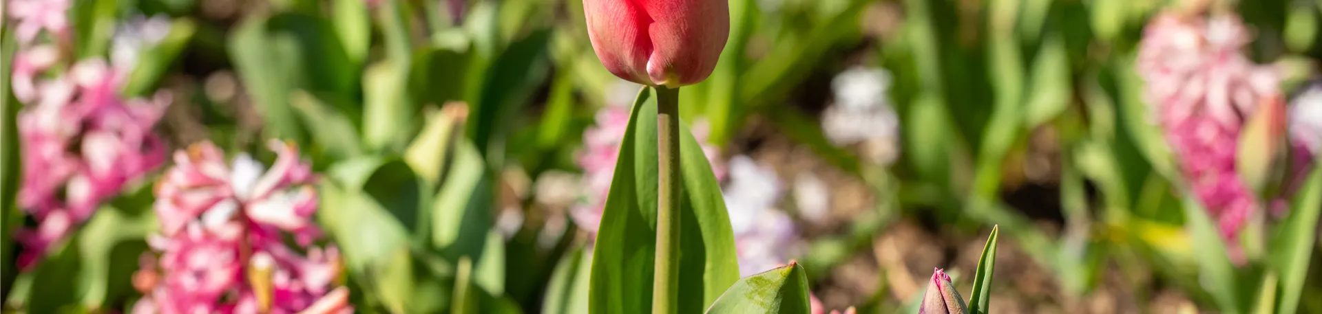 Tulipa, rot Tulipa, rot