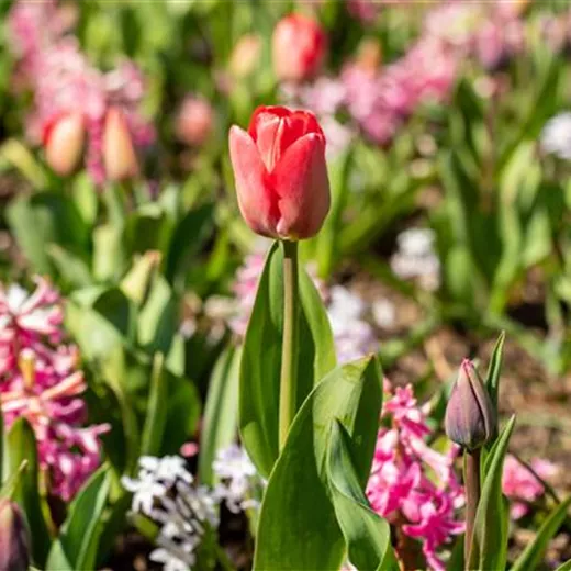 Duftende Blumenzwiebeln Duftende Blumenzwiebeln