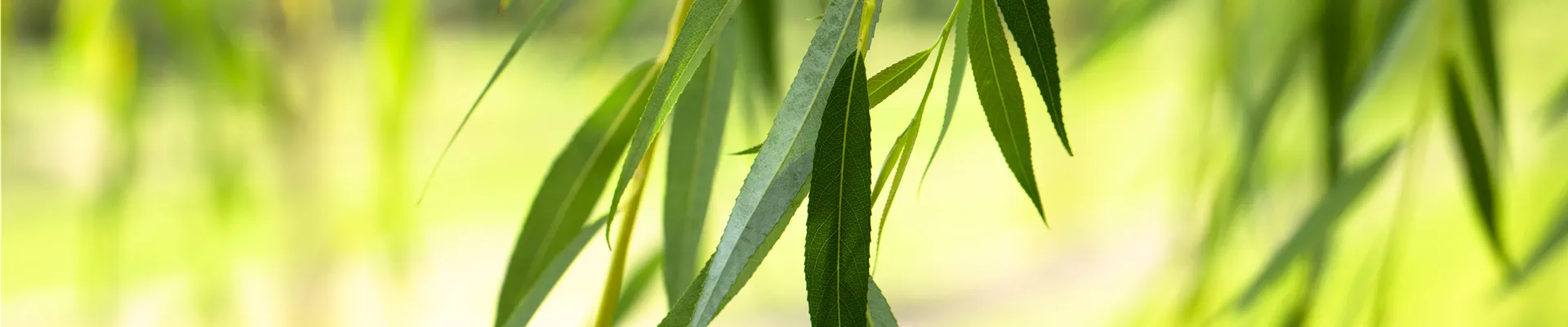 Salix alba 'Tristis'