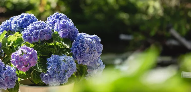 Blaue Hortensie auf Terrasse Blaue Hortensie auf Terrasse