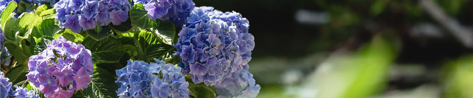 Blaue Hortensie auf Terrasse