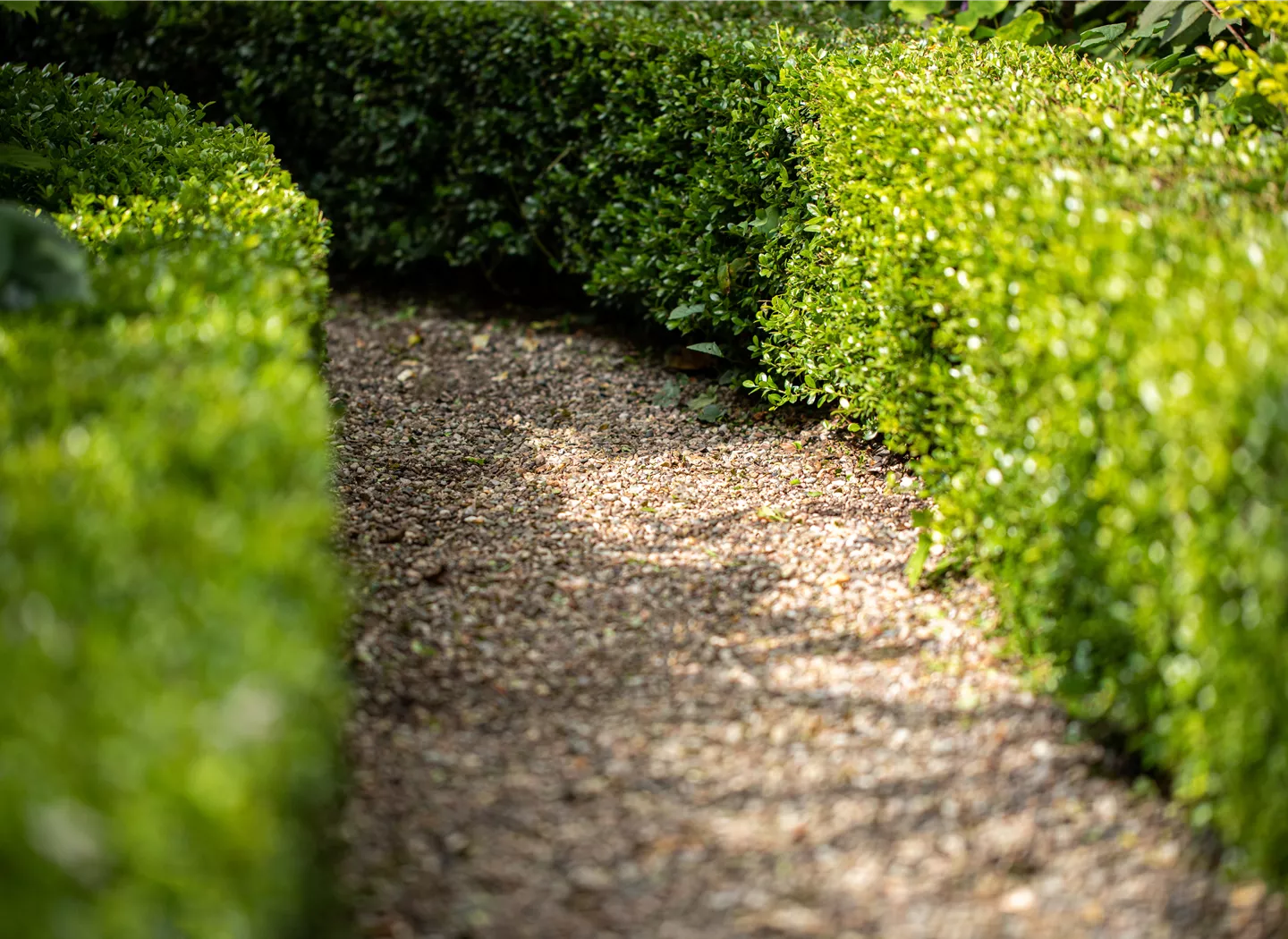 Hecke mit Weg Hecke mit Weg