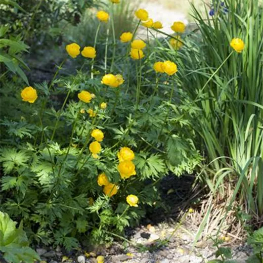 Europäische Trollblume Europäische Trollblume