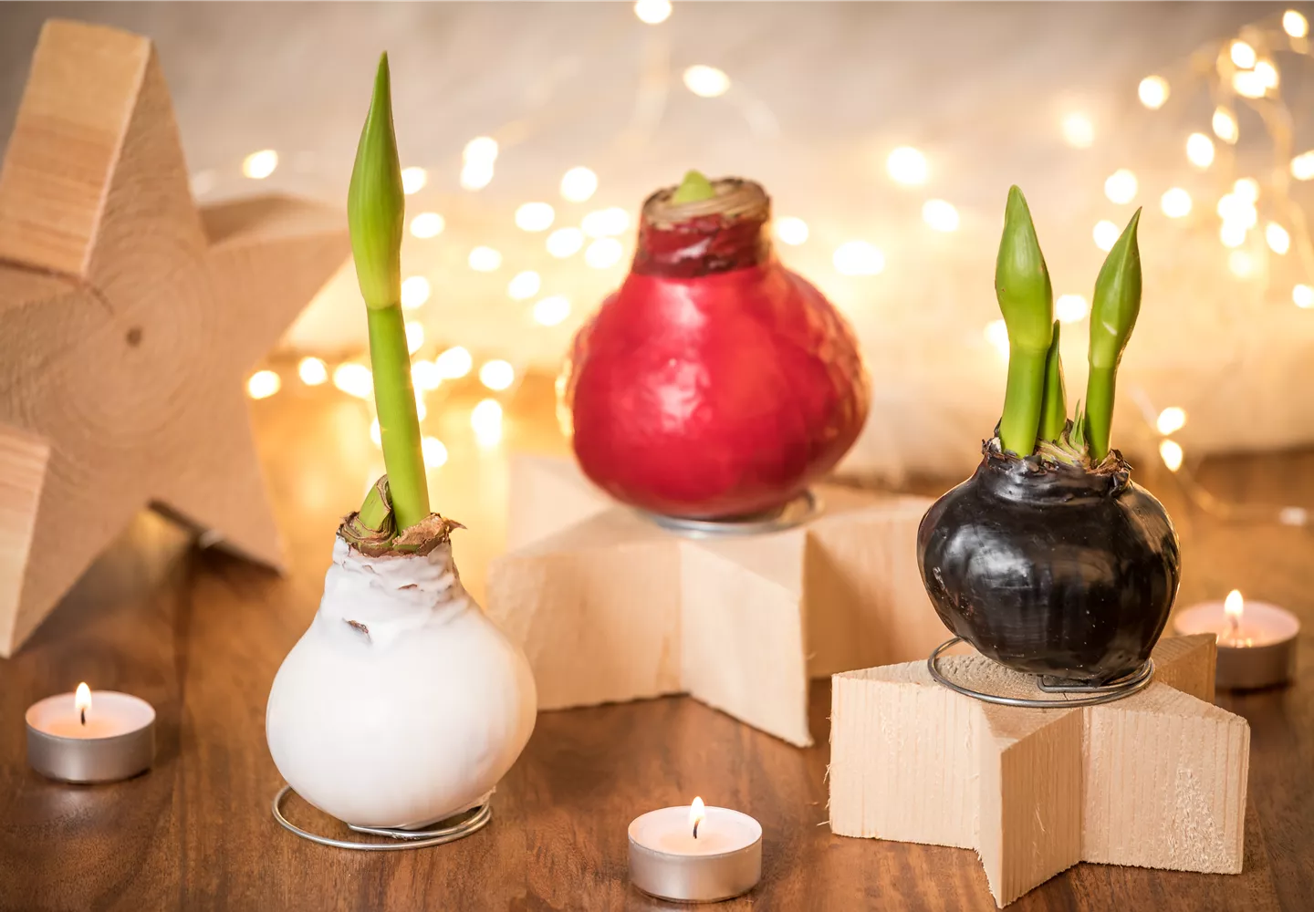 Hippeastrum Waxz® Hippeastrum Waxz®