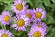 Garten-Feinstrahl 'Rosa Juwel'